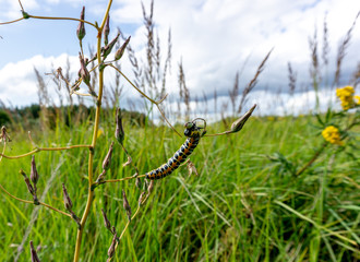 Caterpillar on the field