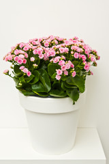 Kalanchoe flowers in white pot ona shelf against white wall.