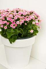 Kalanchoe flowers in white pot ona shelf against white wall.