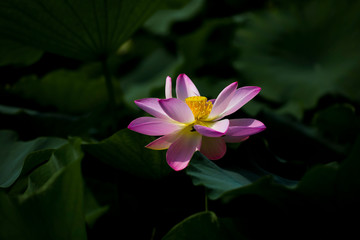 A blooming lotus in green leaves