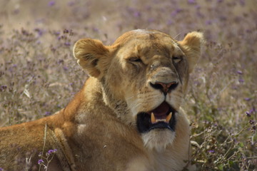 Lionne