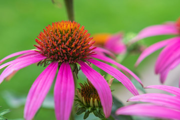 Sonnenhut -Echinacea