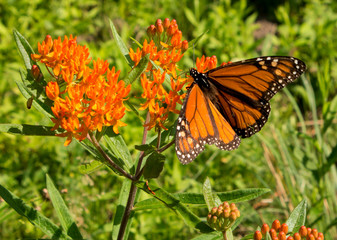 Monarch butterfly with open wings feeds on butterfly weed during migration