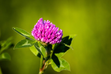 Wild purple flower on a meadow