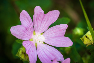 Wild purple flower on a meadow