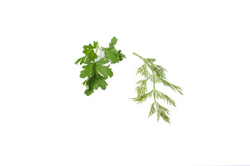 Isolation on white background of parsley and dill leaves