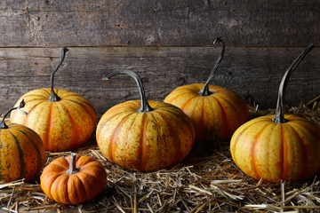 Beautiful Halloween pumpkins in dark old barn