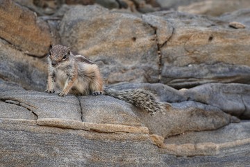 Fototapeta premium Atlashörnchen auf den Kanarem