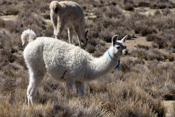 Lama - Steppe Peru