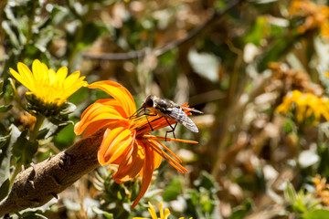 Fliege - Nektar © StefanKunze