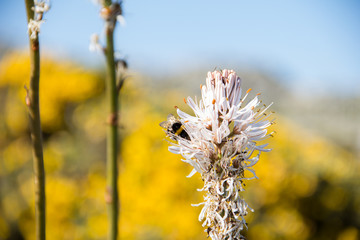bee on a flower
