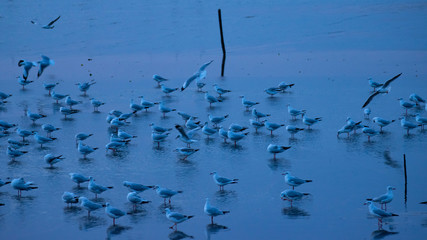 Group of seagulls in sea clay in evening
