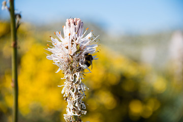 bee on a flower