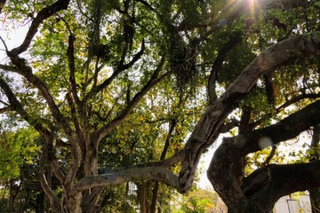 Árvores frondosas em uma praça