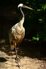 Japanese crane in the zoo