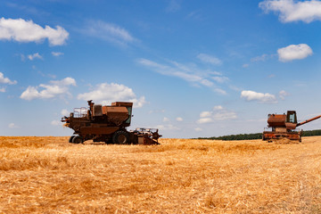 The harvester harvests wheat on the field. Agriculture. Summer landscape