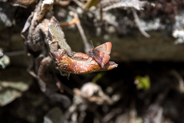 Schmetterling/Motte