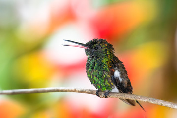 A Copper-rumped hummingbird perched on a branch and singing with a blurred floral background.