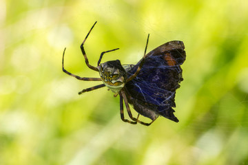 Spinne frisst Schmetterling