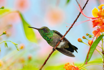 A Copper-rumped hummingbird in an aggressive posture.
