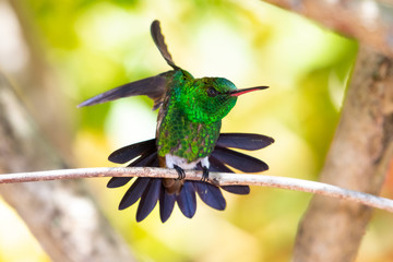 Fototapeta premium A Copper-rumped hummingbird stretching on a branch in a Pride of Barbados tree.