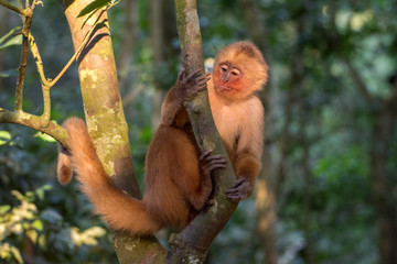 Peru-Kapuzineraffe
