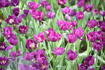 Obraz premium field of tulips