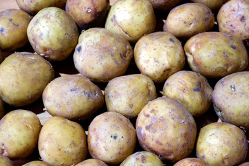 Organic potato background. Heap of potatos. Close-up potatos texture.