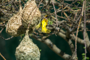 Weber Vogel mit Nest in Namibia