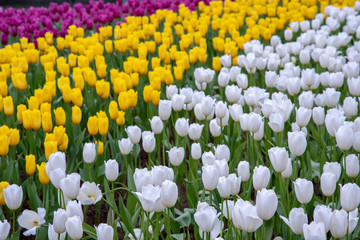 Fototapeta premium field of tulips
