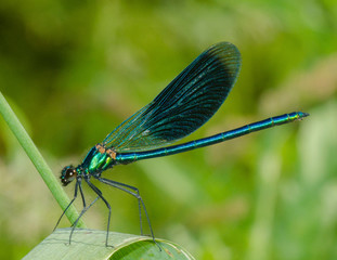 Calopteryx splendens Harr.