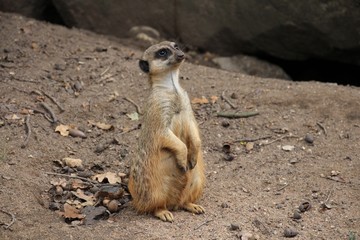 Erdmännchen in stehender Position