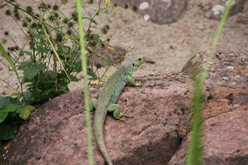 Leguan auf rotem Stein