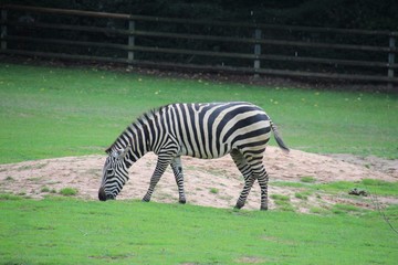 Fototapeta na wymiar Zebra in seitlicher Ansicht mit geneigtem Kopf