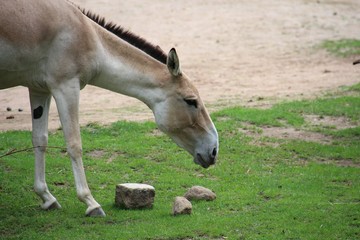 Urpferd in seitlicher Kopfansicht auf Gras