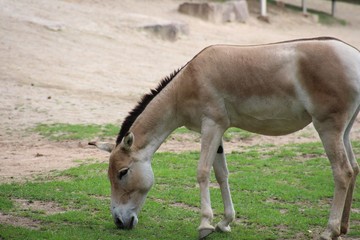 Urpferd in seitlicher Ansicht