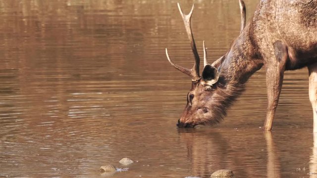 close up of a sambar deer stag drinking from a waterhole at tadoba andhari tiger reserve in india