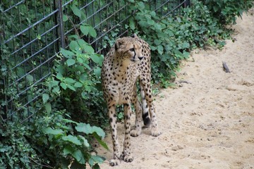 Gepard mit neugierigem Blick auf grünem Hintergrund © Eva