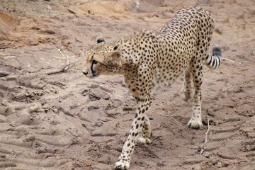 Fototapeta na wymiar Eleganter Gepard im Gang