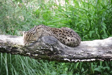 Fischkatze während des Schlafs auf Baum in Nahaufnahme