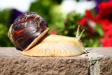 snail on a leaf
