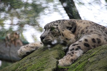 Obraz premium Schneeleopard mit Blick in die Ferne