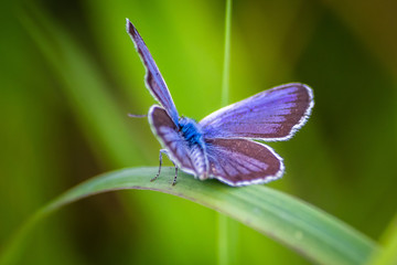 Macro shot of butterfly on grass on a meadow 