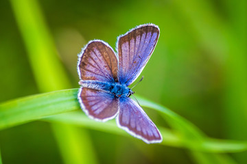 Macro shot of butterfly on grass on a meadow 