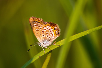 Fototapeta na wymiar Macro shot of butterfly on grass on a meadow 