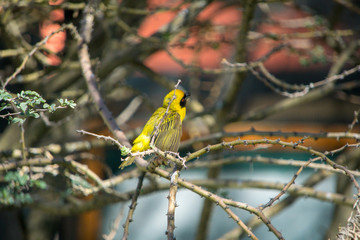 Weber Vogel in Namibia