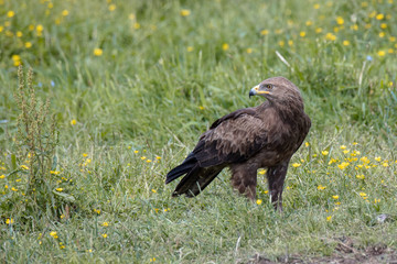Schreiadler im grünen Deutschland