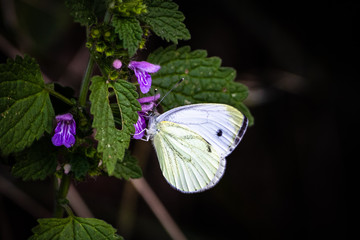 Macro shot of butterfly on grass on a meadow 