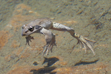 grenouille 1