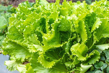 Green salad in the garden. In summer